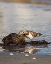 SandpiperÃÂ on the beach with a coconut in Jupiter, Florida